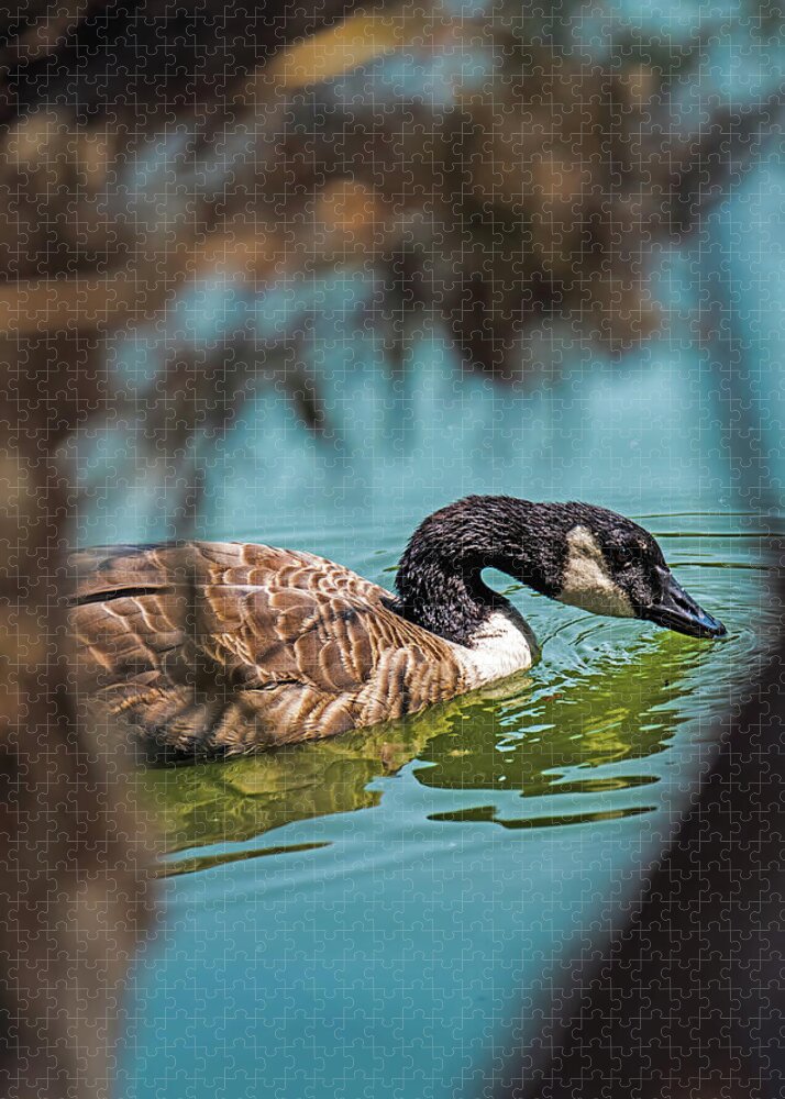 Goose Swimming in Tranquil Lake - Puzzle