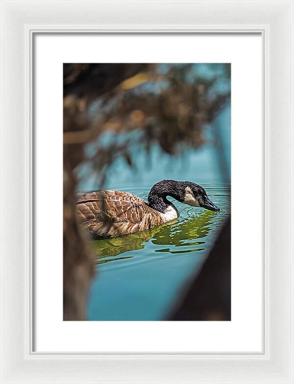 Goose Swimming in Tranquil Lake - Framed Print