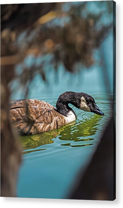 Goose Swimming in Tranquil Lake - Acrylic Print