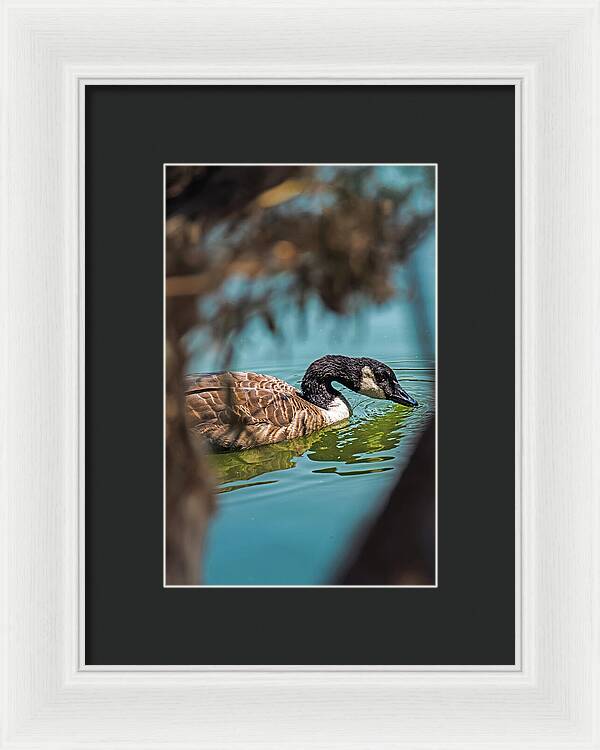 Goose Swimming in Tranquil Lake - Framed Print
