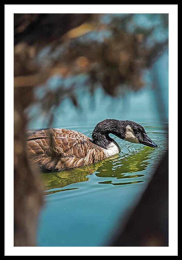 Goose Swimming in Tranquil Lake - Framed Print