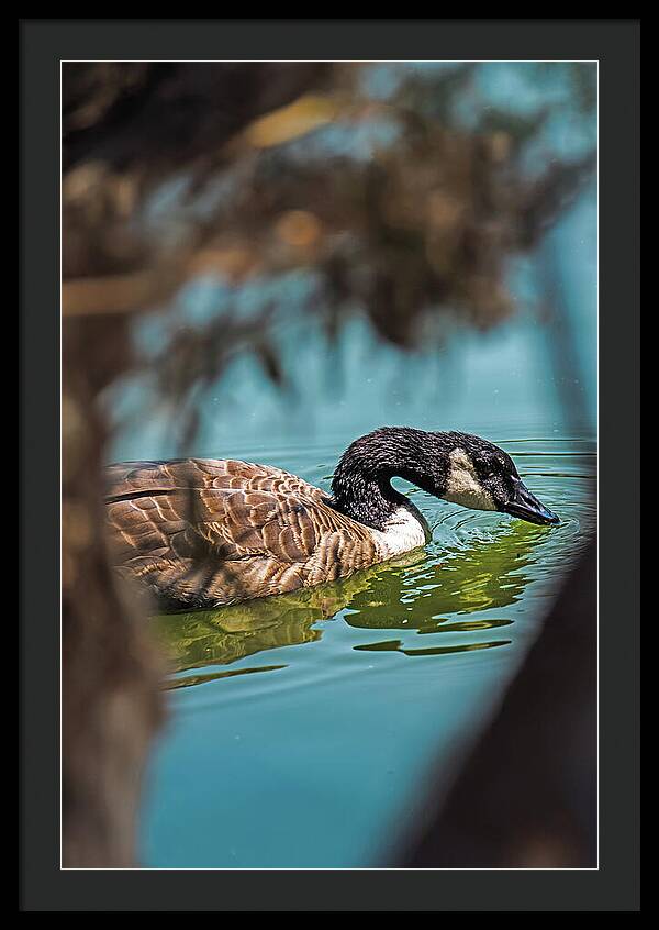 Goose Swimming in Tranquil Lake - Framed Print