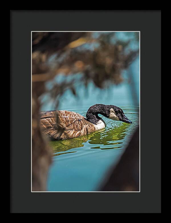 Goose Swimming in Tranquil Lake - Framed Print