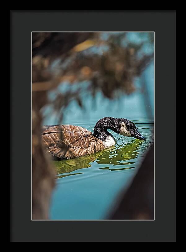 Goose Swimming in Tranquil Lake - Framed Print
