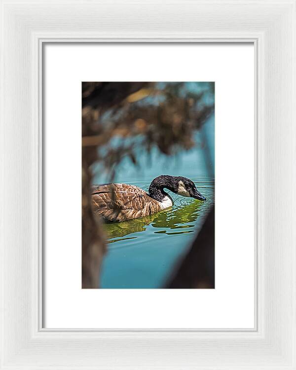 Goose Swimming in Tranquil Lake - Framed Print