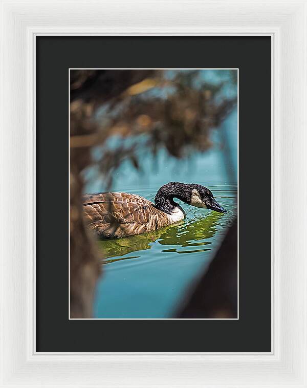 Goose Swimming in Tranquil Lake - Framed Print