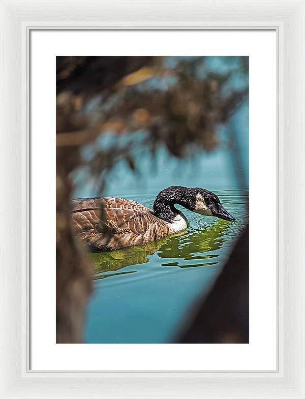 Goose Swimming in Tranquil Lake - Framed Print