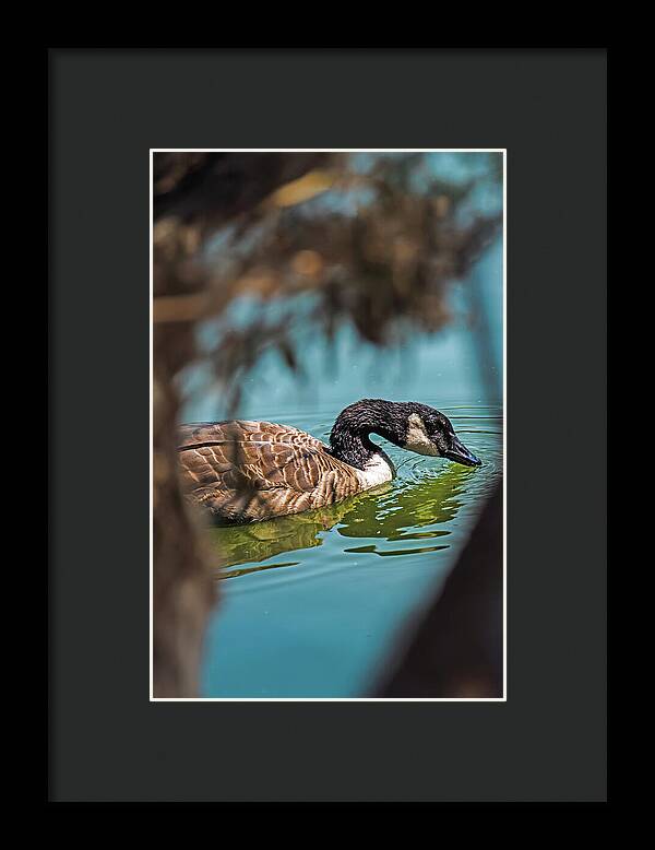 Goose Swimming in Tranquil Lake - Framed Print