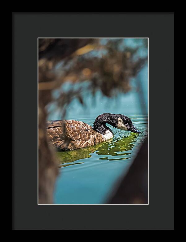 Goose Swimming in Tranquil Lake - Framed Print
