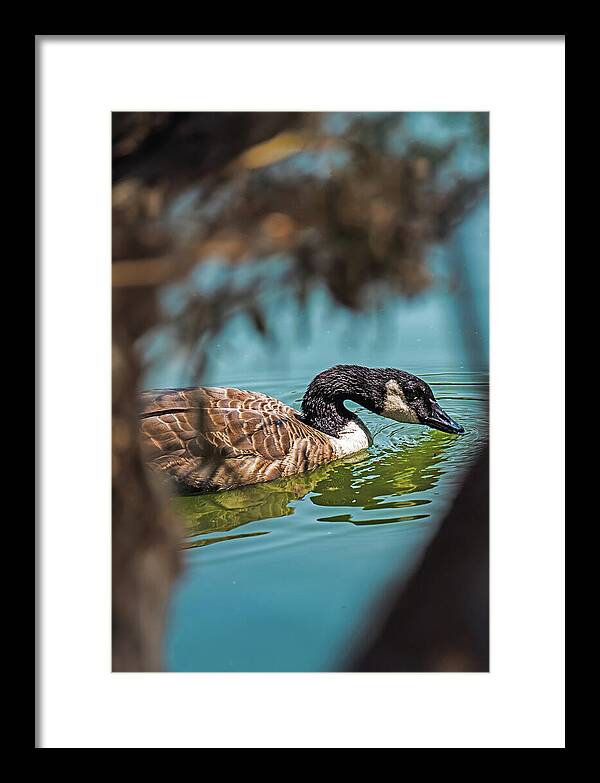 Goose Swimming in Tranquil Lake - Framed Print