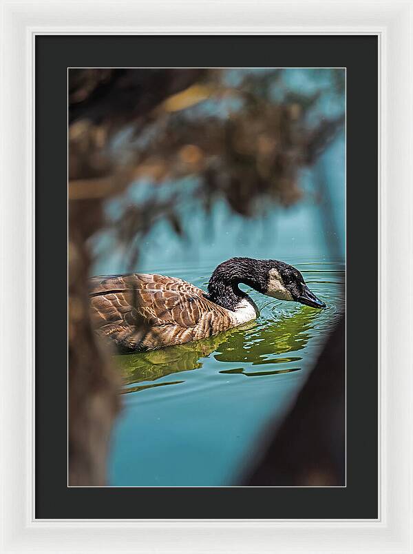 Goose Swimming in Tranquil Lake - Framed Print