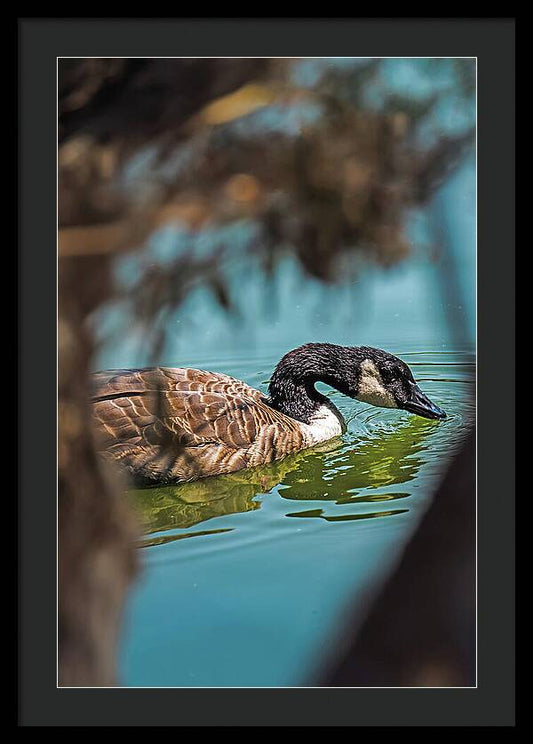 Goose Swimming in Tranquil Lake - Framed Print