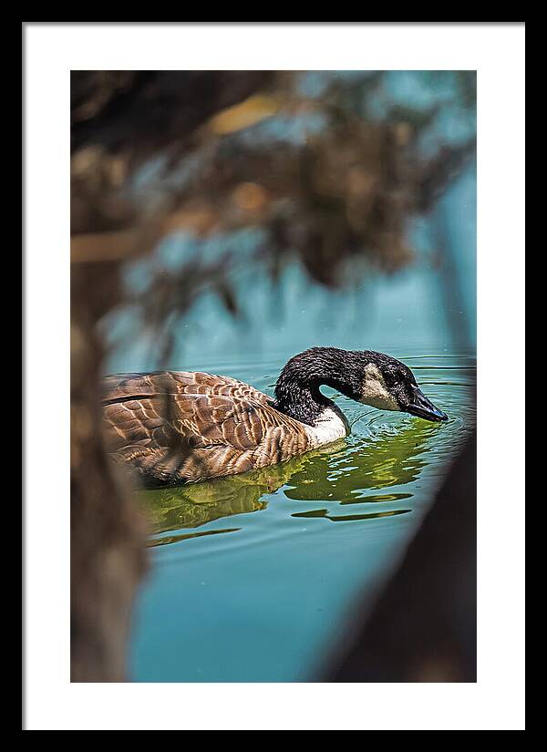 Goose Swimming in Tranquil Lake - Framed Print