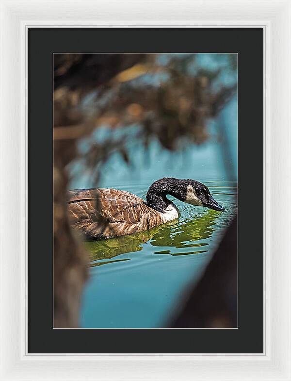 Goose Swimming in Tranquil Lake - Framed Print