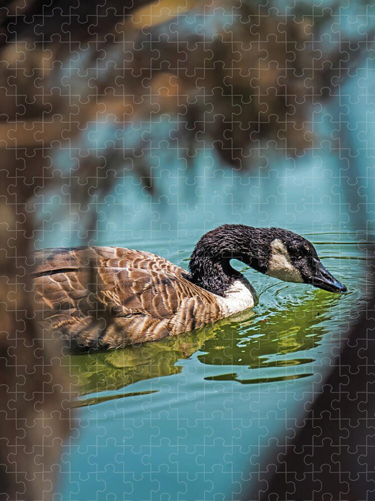 Goose Swimming in Tranquil Lake - Puzzle