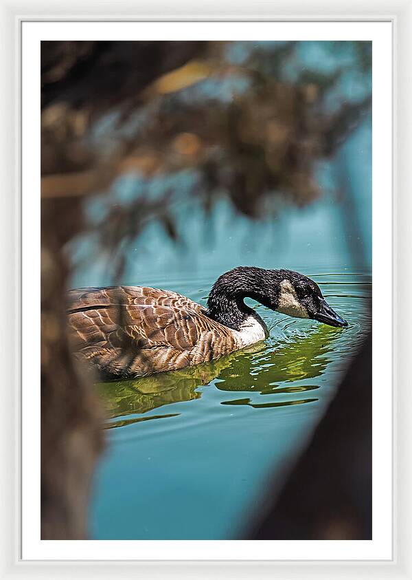 Goose Swimming in Tranquil Lake - Framed Print