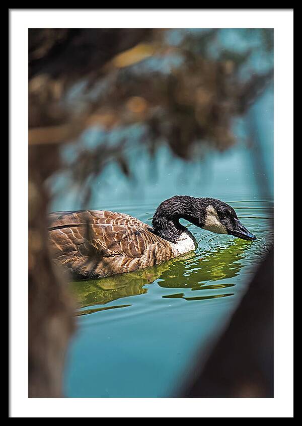 Goose Swimming in Tranquil Lake - Framed Print