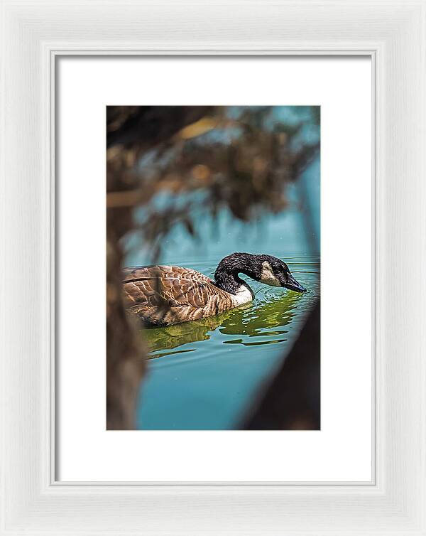 Goose Swimming in Tranquil Lake - Framed Print