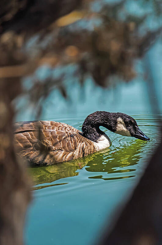 Goose Swimming in Tranquil Lake - Art Print