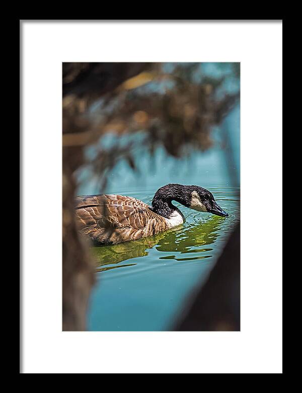 Goose Swimming in Tranquil Lake - Framed Print