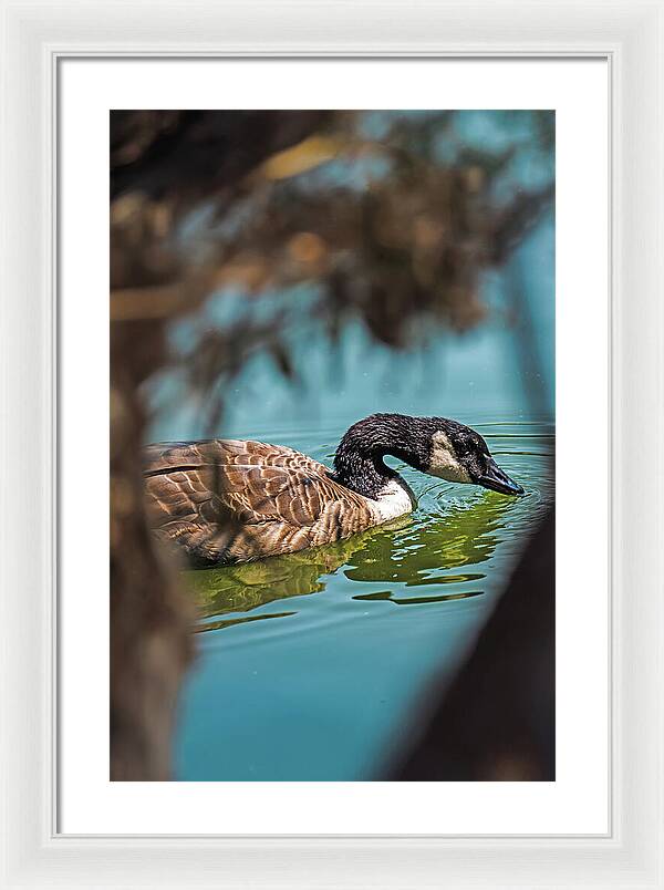 Goose Swimming in Tranquil Lake - Framed Print
