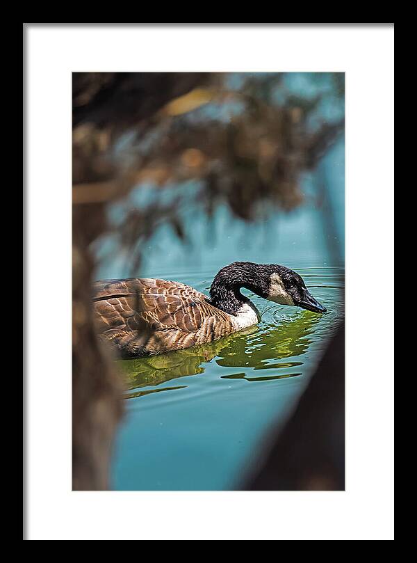 Goose Swimming in Tranquil Lake - Framed Print