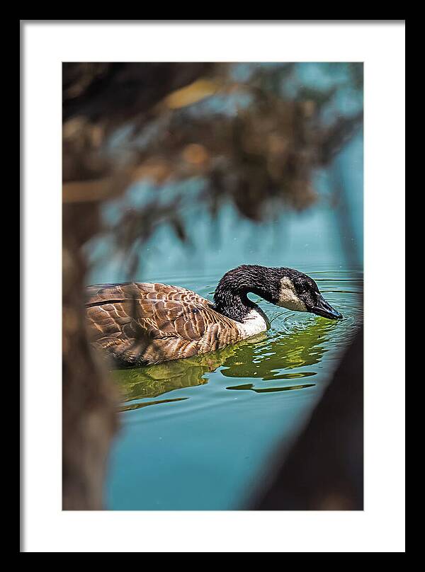Goose Swimming in Tranquil Lake - Framed Print