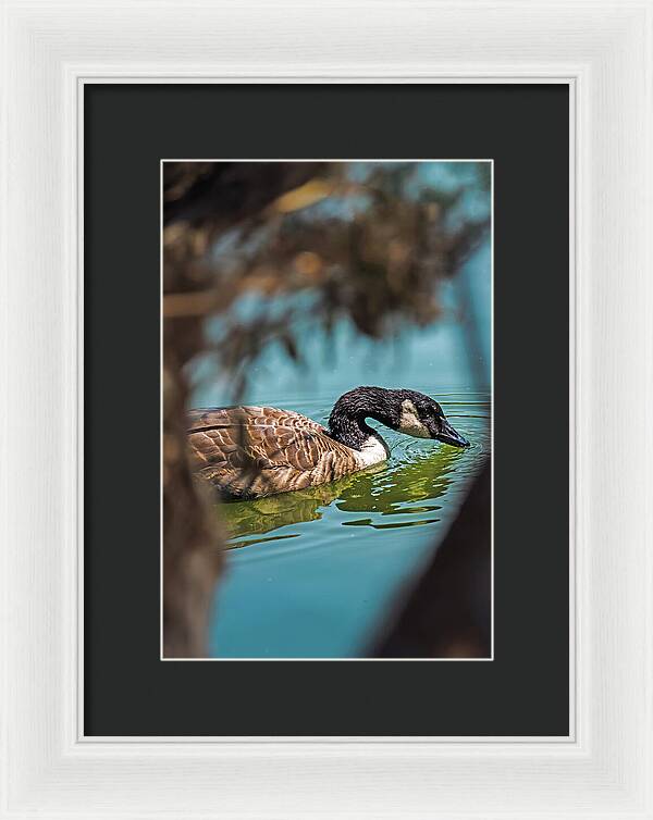Goose Swimming in Tranquil Lake - Framed Print