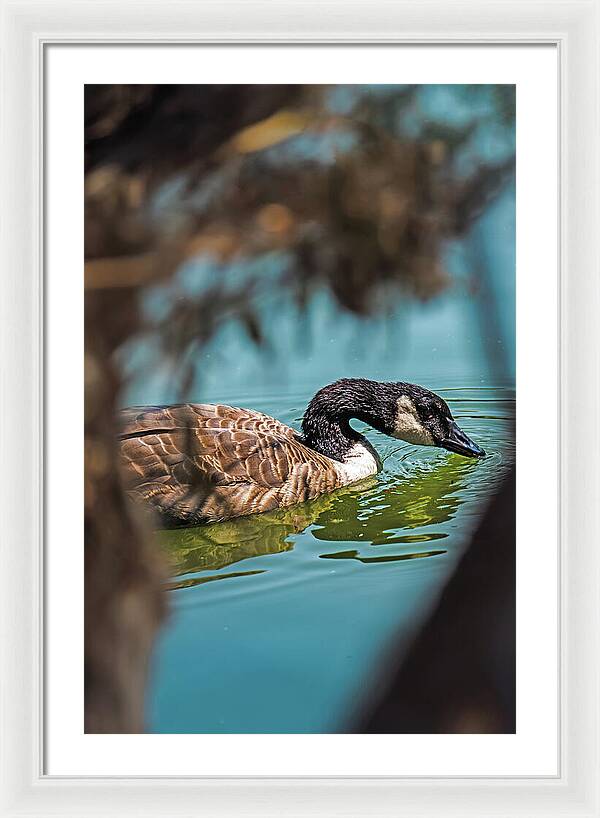 Goose Swimming in Tranquil Lake - Framed Print