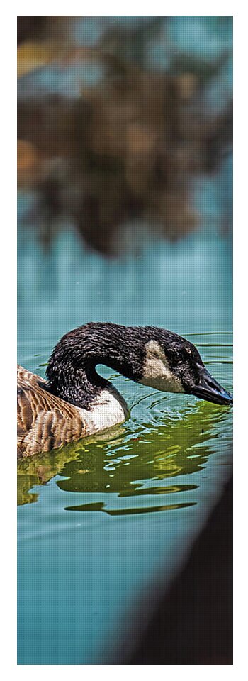 Goose Swimming in Tranquil Lake - Yoga Mat