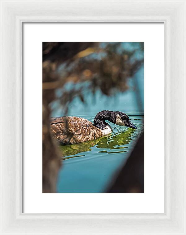 Goose Swimming in Tranquil Lake - Framed Print