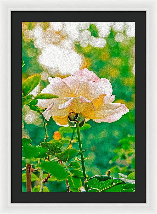 Gorgeous Bright Rose During Spring - Framed Print