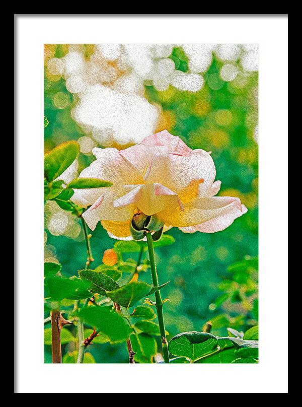 Gorgeous Bright Rose During Spring - Framed Print