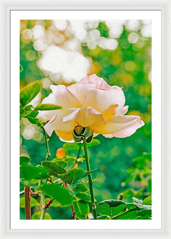 Gorgeous Bright Rose During Spring - Framed Print