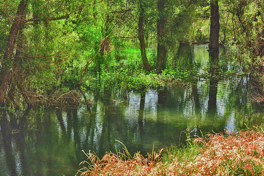 Green Reflections from a River  - Art Print