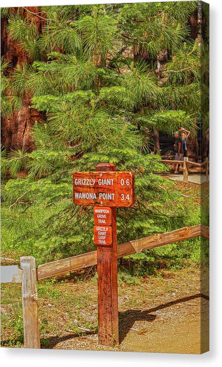 Grizzly Giant Post Mariposa Grove - Canvas Print