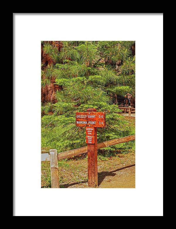 Grizzly Giant Post Mariposa Grove - Framed Print