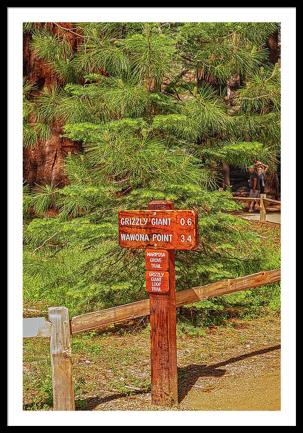 Grizzly Giant Post Mariposa Grove - Framed Print