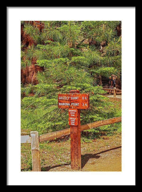 Grizzly Giant Post Mariposa Grove - Framed Print