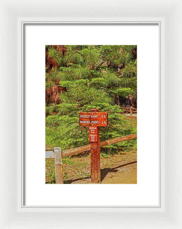 Grizzly Giant Post Mariposa Grove - Framed Print
