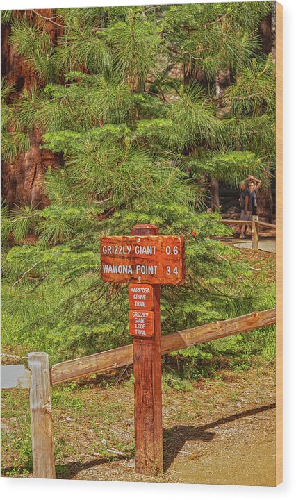 Grizzly Giant Post Mariposa Grove - Wood Print