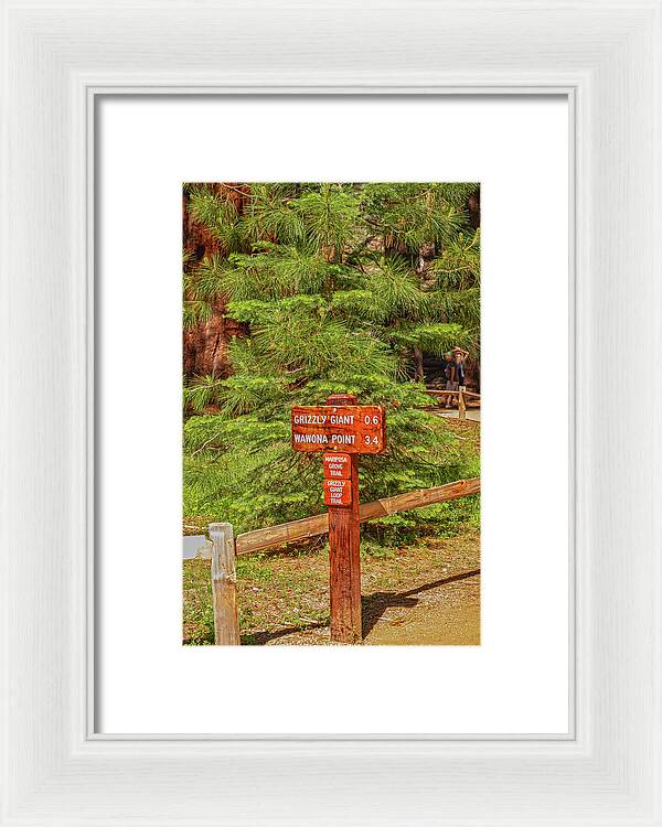 Grizzly Giant Post Mariposa Grove - Framed Print