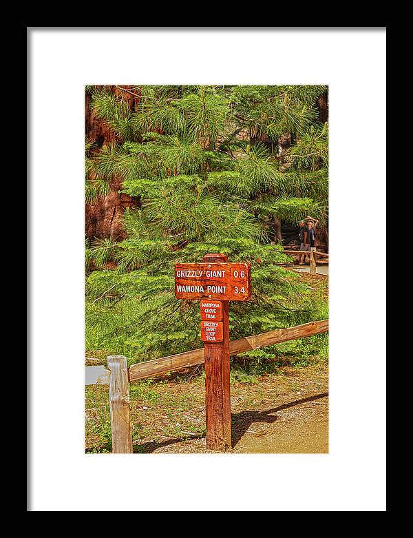 Grizzly Giant Post Mariposa Grove - Framed Print