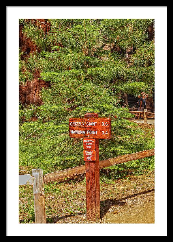 Grizzly Giant Post Mariposa Grove - Framed Print