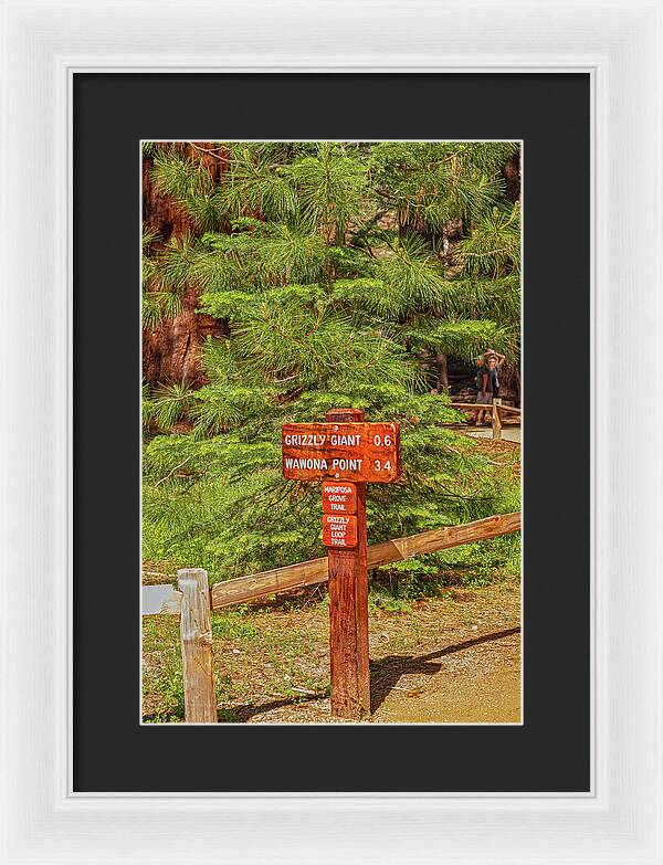 Grizzly Giant Post Mariposa Grove - Framed Print