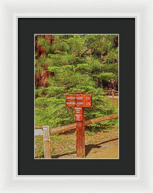 Grizzly Giant Post Mariposa Grove - Framed Print