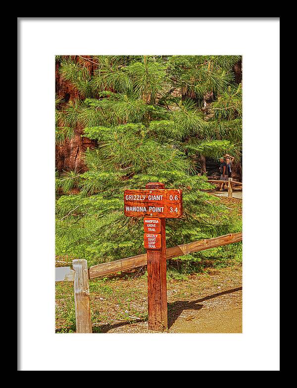 Grizzly Giant Post Mariposa Grove - Framed Print