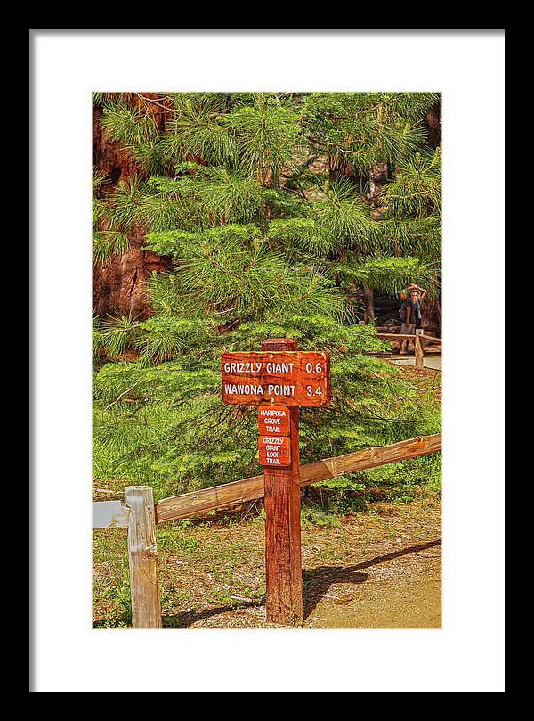 Grizzly Giant Post Mariposa Grove - Framed Print