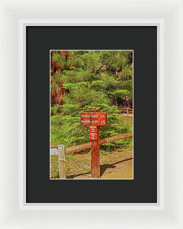 Grizzly Giant Post Mariposa Grove - Framed Print