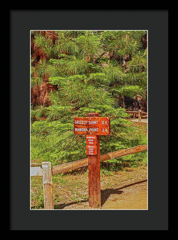 Grizzly Giant Post Mariposa Grove - Framed Print